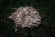 Тени для век Tammy Tanuka "Собирающая Горные Травы" - коллекция Горная Деревушка, 1 мл