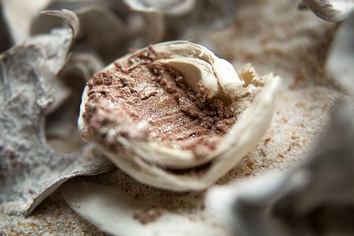 Тени для век Tammy Tanuka "Непоседа" - коллекция Кочевницы Пустыни, 1 мл