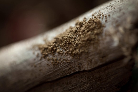 Тени для век Tammy Tanuka "Липка Стройная" - локация Ржавые Пустоши, 1 мл