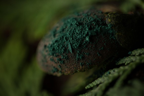 Тени для век Tammy Tanuka "Лесная Союзница" - локация Темный Замок, 1 мл