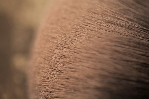 Румяна Tammy Tanuka Серия - "Облака": Бронзовые Облака, 2 мл Румяна Tammy Tanuka Серия - "Облака": Бронзовые Облака, 2 мл