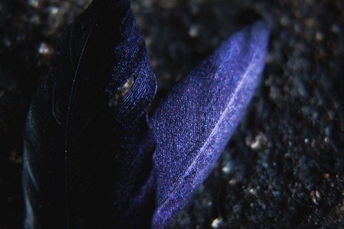 Тени для век Tammy Tanuka "Помнящая Имя Ворона" - коллекция Нежить, 1 мл Тени для век Tammy Tanuka "Помнящая Имя Ворона" - коллекция Нежить, 1 мл