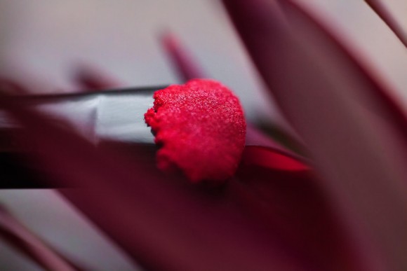 Тени для век Tammy Tanuka "Одичавший Цветок" - серия Духи, 1 мл