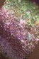 Тени для век Tammy Tanuka - Серия Фейская Пыльца: Розовая Пыльца, 0.2 мл