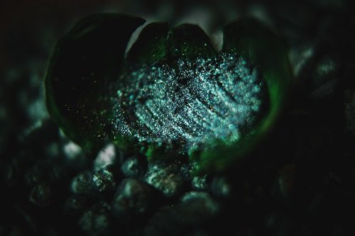 Тени для век Tammy Tanuka "Собирательница Душ" - коллекция Нежить, 1 мл Тени для век Tammy Tanuka "Собирательница Душ" - коллекция Нежить, 1 мл