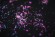 Тени для век Tammy Tanuka - Серия Космическая Пыльца: Сиреневая - Фиалковый Космос, 0.2 мл