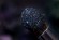 Тени для век Tammy Tanuka "Андромеда", локация Туманные Земли, 1 мл